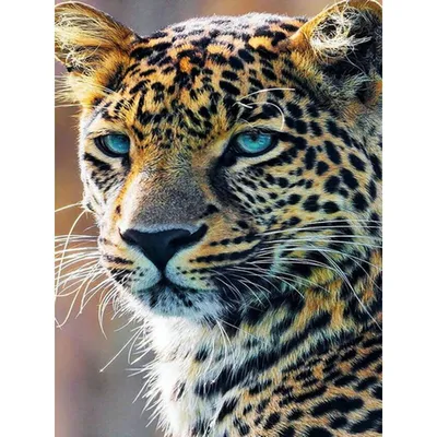 История покалеченного ягуара в зоопарке Алматы
