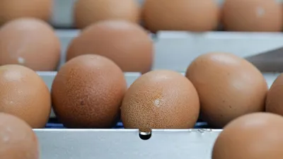 Путин: Беларусь предложила поставлять яйца в Россию - 14.12.2023, Sputnik  Беларусь