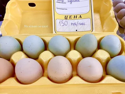 Голубые, зелёные, розовые куриные яйца: какие породы кур несут разноцветные  яйца и чем на самом деле они отличаются от обычных яиц | На кухню за едой |  Дзен