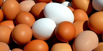 Вот что произойдет с организмом, если съедать по два яйца в день |  03.05.2022, ИноСМИ
