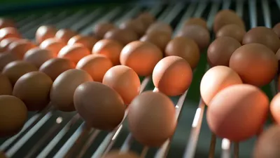Идеальны не только на завтрак: чем полезны для организма яйца? -  20.05.2023, Sputnik Беларусь