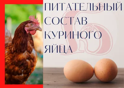 Питательный состав куриного яйца