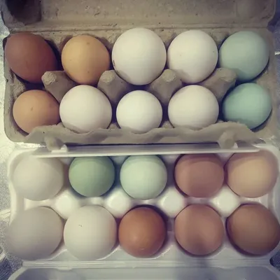 Голубые, зеленые, почти шоколадные куриные яйца: польза та же, а есть  приятней) | Учусь жить в деревне | Дзен