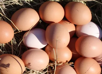 В Россию планируют поставлять яйца из Турции - Новости Тулы и области -  MySlo.ru