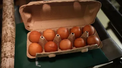 Почему взлетели цены на яйца
