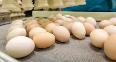 Яйца деревенские - Честная ферма