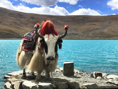 Яки в Тибете: дикие яки и домашние яки - Чудеса Тибета