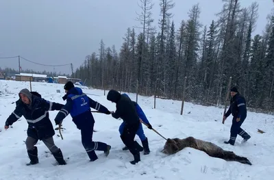 В Якутии на работников компании \"РусГазБурение\" напал медведь
