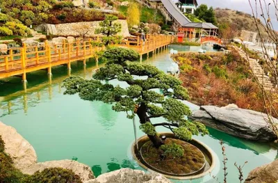 Японские сады в Крыму | Международный центр ландшафтного искусства \"Зелёная  стрела\"