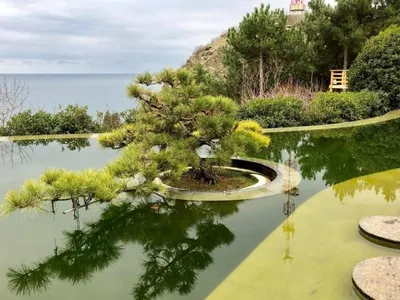 Японские сады в Крыму | Международный центр ландшафтного искусства \"Зелёная  стрела\"