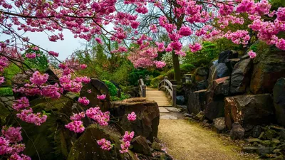 Японские сады, Киото, Япония Стоковое Фото - изображение насчитывающей  запрещенные, зелень: 79207732