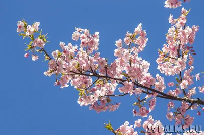 Япония: цветы в мае | Блог \"Разговоры о Японии\"