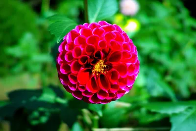 Японский цветок - фото и картинки: 58 штук