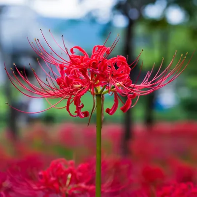 Главный осенний цветок в Японии: хризантемы в японской культуре | Nippon.com