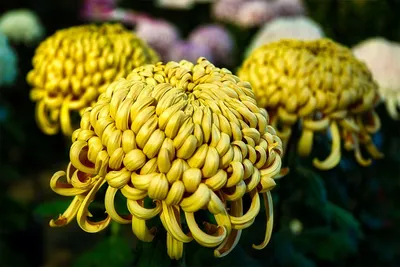 Волшебные цветы Сакае | Пикабу