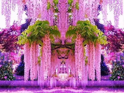 японские цветы басилий шизон. Стоковое Изображение - изображение  насчитывающей красно, цветок: 230822133