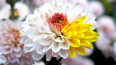 Японские розы Тсугуми 19 штук . Цена: 14000 руб в интернет-магазине  Centre-flower.ru