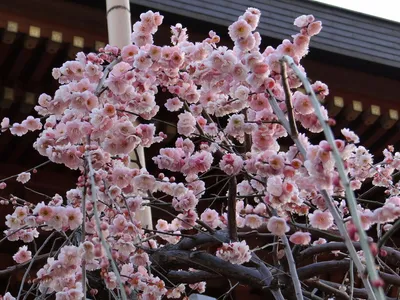 Ханакотоба — японский «язык цветов». | Киногад
