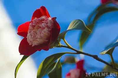 Японские цветы персика стоковое фото. изображение насчитывающей промокашки  - 190055828