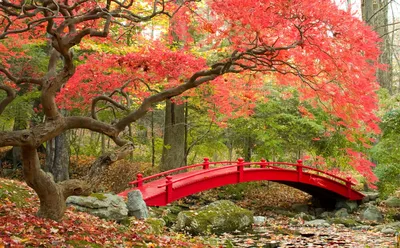 В Японский сад выстроилась огромная очередь «за сакурой» - Москвич Mag