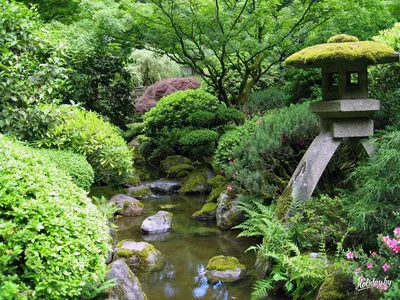 Японский сад | Обзор японского садового стиля | Sadik.ru