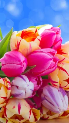 Обои Букет тюльпанов, яркие цветы 1080x1920 iPhone 8/7/6/6S Plus Изображение