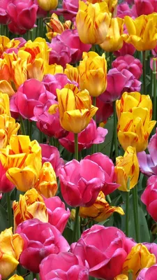 Скачать 800x1420 тюльпаны, цветы, клумба, распущенные, яркие обои, картинки  iphone se/5s/5c/5 for parallax