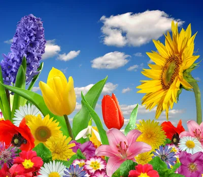 Красочные и яркие цветы весенним утром - обои на телефон