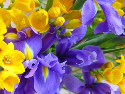 Яркие цветы обои для рабочего стола скачать бесплатно 1152x864