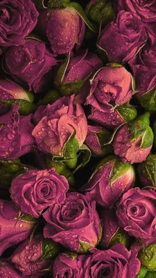 Обои Анемоны, тюльпаны, яркие цветы, ваза 1080x1920 iPhone 8/7/6/6S Plus  Изображение