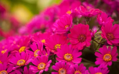 Яркие горные цветы на фоне неба-ОБОИ- на рабочий стол-Цветы бесплатно