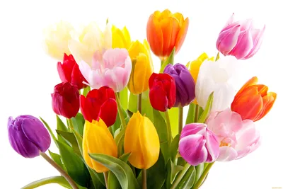 Обои Цветы Тюльпаны, обои для рабочего стола, фотографии цветы, тюльпаны, яркие  Обои для рабочего стола, скачать обои картинки заставки на рабочий стол.