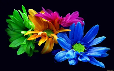 в пустой вазе несколько ярких цветов Фон Обои Изображение для бесплатной  загрузки - Pngtree
