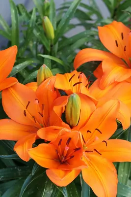 Скачать 800x1200 лилии, оранжевые, яркие, цветы обои, картинки iphone 4s/4  for parallax