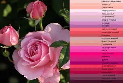 Розовое дерево, дерево розового цвета…» — создано в Шедевруме