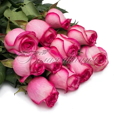 Яркие розовые обои на телефон - 75 фото