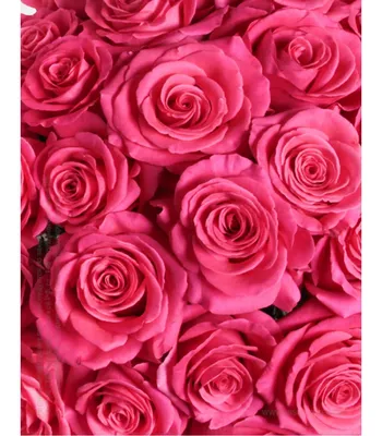 Современные розовые обои на телефон (352 фото) » ФОНОВАЯ ГАЛЕРЕЯ КАТЕРИНЫ  АСКВИТ
