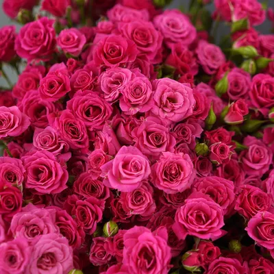 Купить букет ярко-розовых кустовых роз Лавли Лидия! - Пермь. Заказать  доставку цветов онлайн