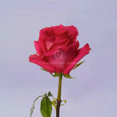 красивый цветок фон. ярко-розовая открытка с копировальным пространством.  выбор макроса фокуса. цветущая сирена Стоковое Изображение - изображение  насчитывающей макрос, кровопролитное: 247700879