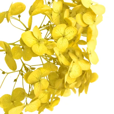 ярко-желтые хризантемы в стеклянной вазе, на желтом фоне :: Стоковая  фотография :: Pixel-Shot Studio