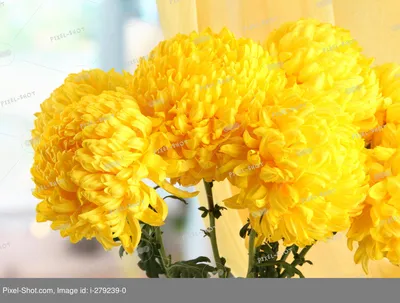 ярко-желтые цветы зиния элеганс Стоковое Изображение - изображение  насчитывающей кровопролитное, шикарно: 216449871