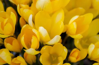 ярко-желтые цветы в августе Стоковое Изображение - изображение  насчитывающей фото, яркое: 226743283