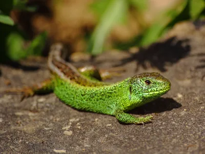 Зелёная ящерица(Lacerta viridis) — вид ящериц из рода Зелёных ящериц.  Ящерица на камне Stock Photo | Adobe Stock
