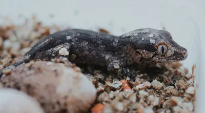 Жемчужная ящерица | zoo-ekzo.ru - Экзотические животные