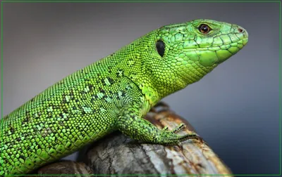 зеленый ящерица лазерта виридис - вид ящерицы зеленых ящериц. ящерица на  камне Стоковое Изображение - изображение насчитывающей грейтесь, гад:  247969359