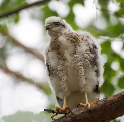 Ястреб-перепелятник (Accipiter nisus)