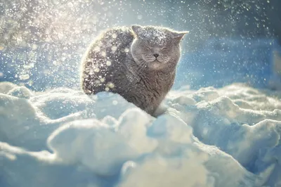 Когда идет снег... 17 фотографий о гармонии зимы и животного мира —  Российское фото