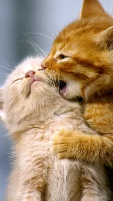 Pin by Alsu on Memes | Cute cat memes, Cat wallpaper, Cute love memes