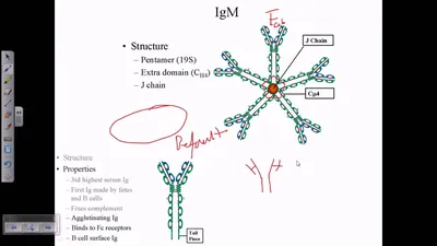 Schematic representation of the human IgM structure. IgM protein is... |  Download Scientific Diagram