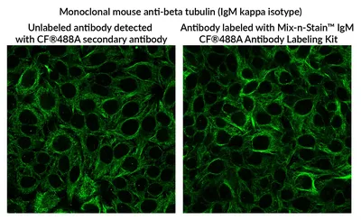 IgM Antibody (RPab) - Bio SB